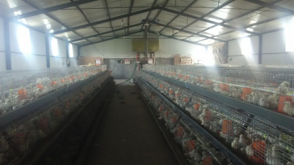 张寨养殖场大量出售青年鸡
